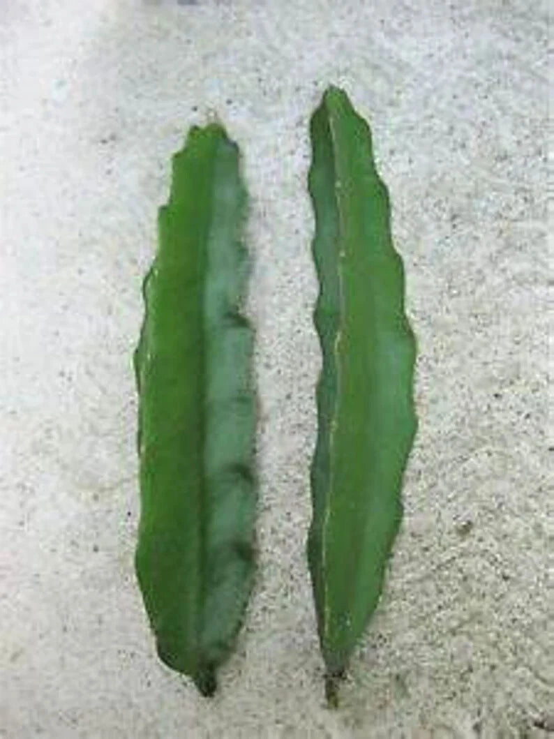 Aussie Gold Dragon Fruit Cuttings - 8-12" Fresh Isis Gold Variety - High Quality Plant Propagation