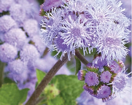 Ageratum Flower Seeds for Planting, 1,000 Seeds, Blue Planet, Ageratum houstonianum