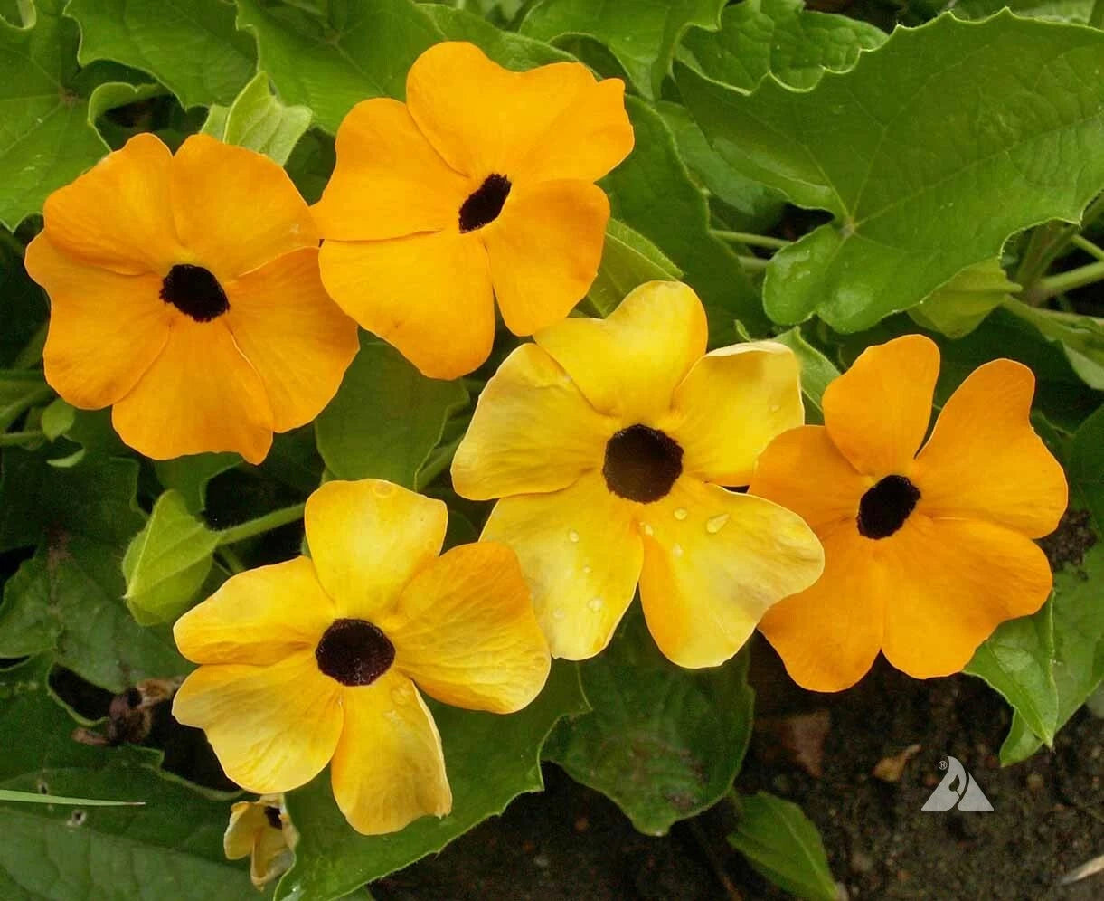 Black Eyed Susan Vine Seeds - Mixed Colors, Tender Perennial, Non-GMO, 50 Seeds, Ideal for Pollinators