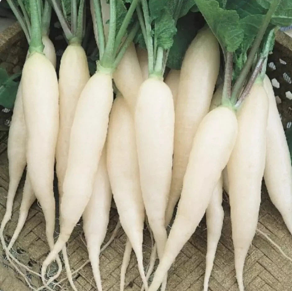500 White Icicle Radish Seeds - Raphanus Sativus - Non-GMO, Heirloom Vegetable Seeds for Home Garden Planting