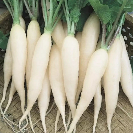 500 White Icicle Radish Seeds - Raphanus Sativus - Non-GMO, Heirloom Vegetable Seeds for Home Garden Planting