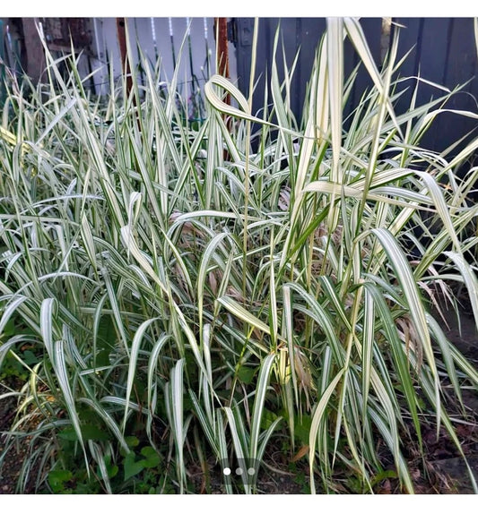 Live Variegated Ribbon Grass Plant - Ornamental Grass, Phalaris arundinacea, Green and White Foliage, Outdoor Garden Decor