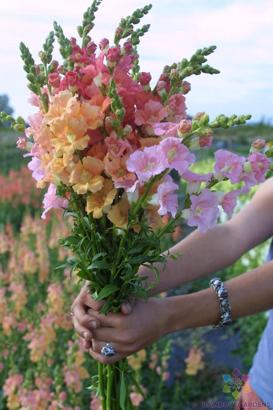Chantilly Mix Snapdragon Seeds - 1000+ Seeds for Garden Planting - Antirrhinum majus - USA