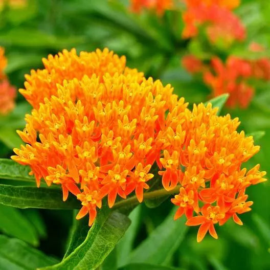 Milkweed Seeds - Orange Perennial Tuberosa - Monarch Butterfly Host Plant - Non-GMO - 50 Seeds