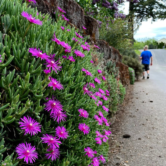 20 Ice Plant Seeds - Delosperma Cooperi - Hardy Ground Cover with Daisy Flowers - Drought Tolerant, Low Maintenance