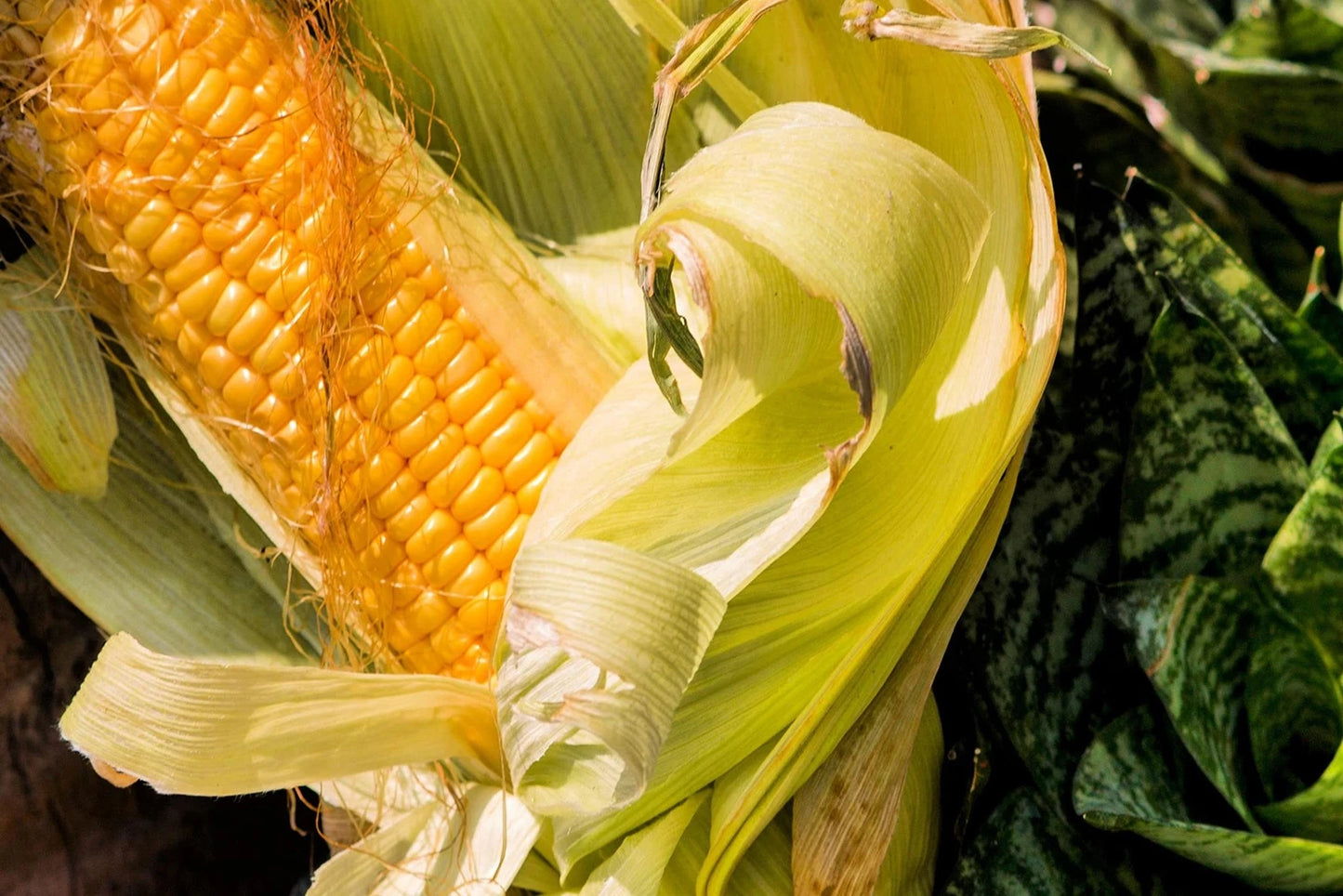 Bantam Sweet Corn Seeds for Planting - Heirloom Variety - Zea mays - America's Favorite Sweet Corn - Non-GMO