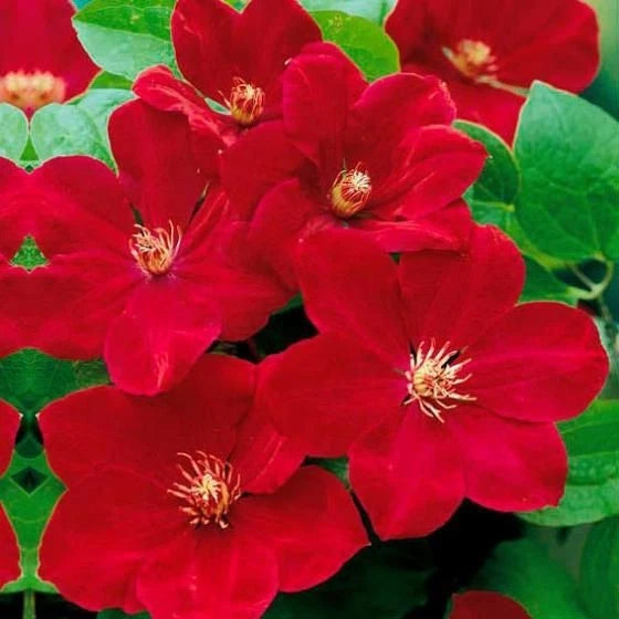 Bright Red Clematis Seeds - 25 Perennial Flower Seeds - Vibrant Blooms - Clematis spp. - Fast Shipping from US Seller