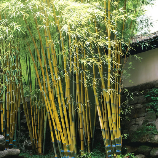 Bamboo Seeds - 50 Pack - Asian Lemon Clumping Privacy Plant for Garden Shade - Ideal for Screening