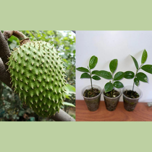 Live Soursop Plant - 5-7” Tall - Annona Muricata - Tropical Fruit - Guanabana - Indoor/Outdoor Gardening