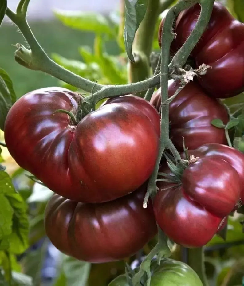 Black Brandywine Tomato Seeds - 10+ Heirloom Organic NON-GMO - Fresh Gardening Seeds - Solanum lycopersicum