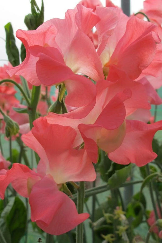 Marjorie Carrier Sweet Pea Seeds - 50+ Premium Seeds for Garden Planting - Lathyrus odoratus - USA