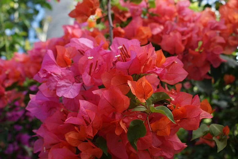 Bougainvillea Starter Plant - ROSENKA Variety - Well Rooted Live Plant - Bougainvillea spp. - USA Seller