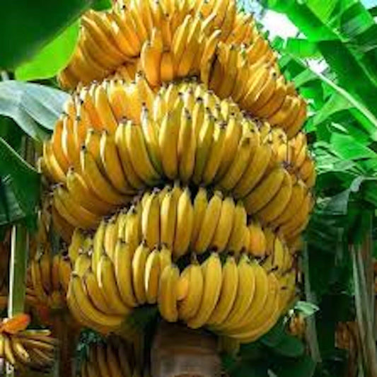 Banana Tree Starter Plant - 3 Musa Gran Nain Fruit Plants - Tropical Indoor/Outdoor Gardening