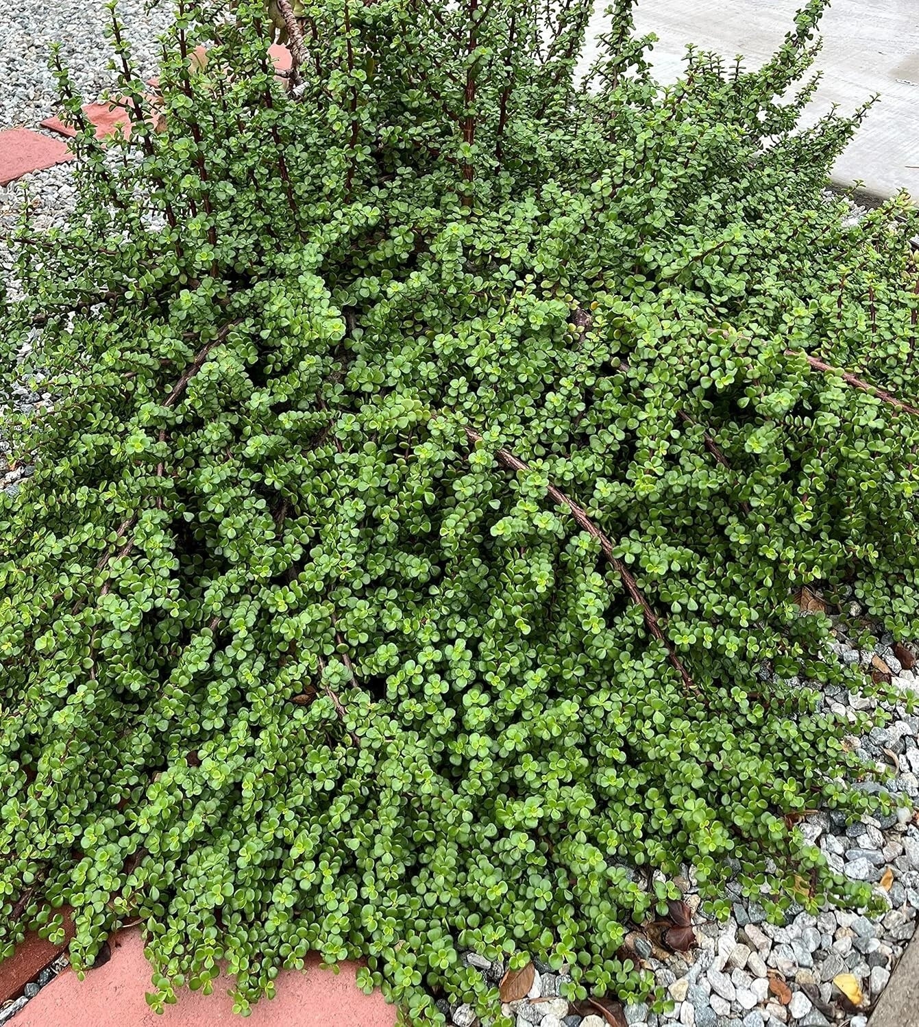 Elephant Bush Cuttings - 20 Red Stem Portulacaria afra Succulent Plants for Propagation