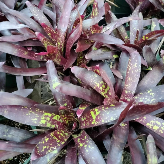 Bromeliad Plant Offset - Neoregelia Gympie Parade - Colorful Indoor Houseplant - Tropical Decor