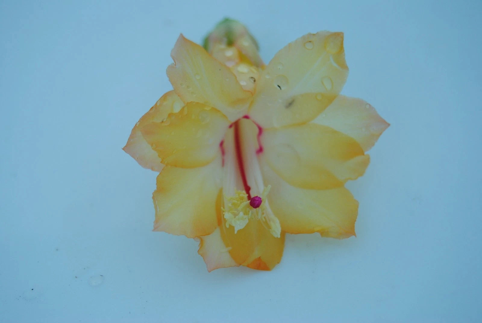 Christmas Cactus Starter Plant - Dutch Sun Variety - Schlumbergera Truncata - Healthy Well-Rooted Plant