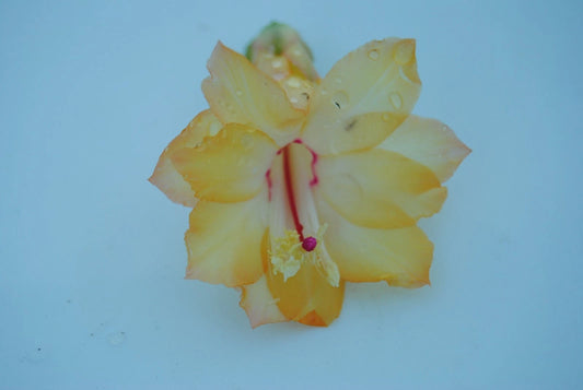 Christmas Cactus Starter Plant - Dutch Sun Variety - Schlumbergera Truncata - Healthy Well-Rooted Plant