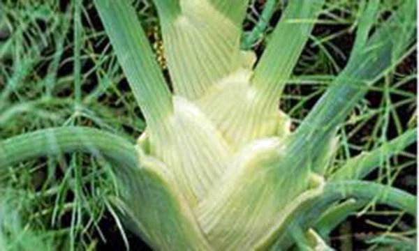 Fennel Seed - 500 Seeds - Florence Fennel Heirloom, Non-GMO - Foeniculum vulgare var. dulce