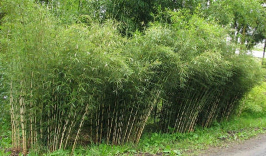 50 Umbrella Bamboo Seeds - Clumping Exotic Shade Plant for Privacy Garden - Perfect for Landscaping (Bambusa vulgaris)