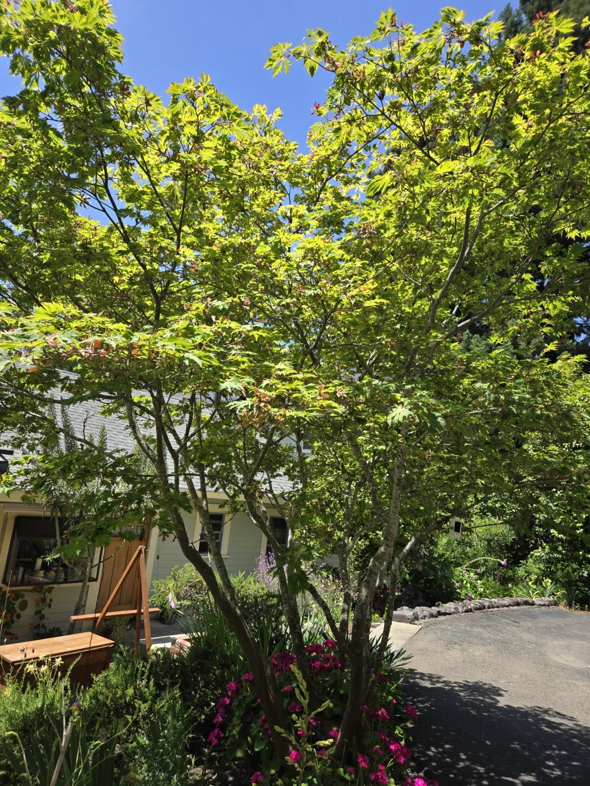 Japanese Maple Seeds - Dancing Peacock Variety - Acer japonicum - 10 Fresh Seeds for Planting