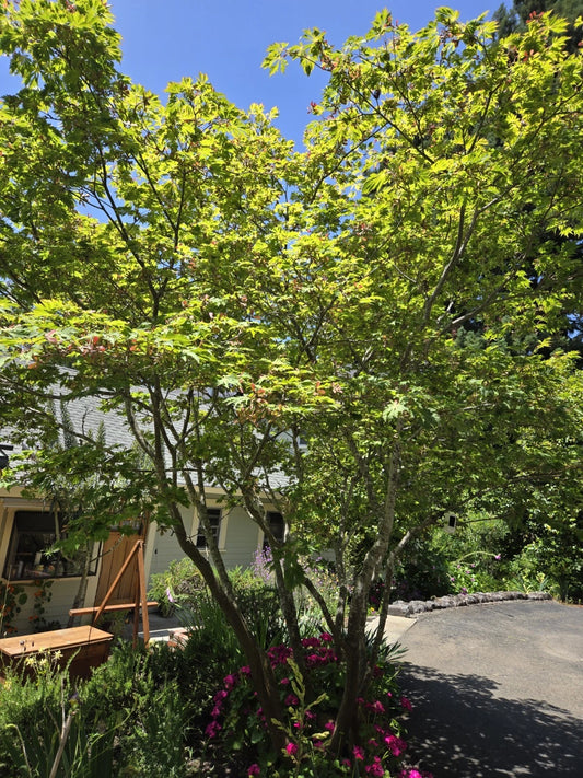 Japanese Maple Seeds - Dancing Peacock Variety - Acer japonicum - 10 Fresh Seeds for Planting