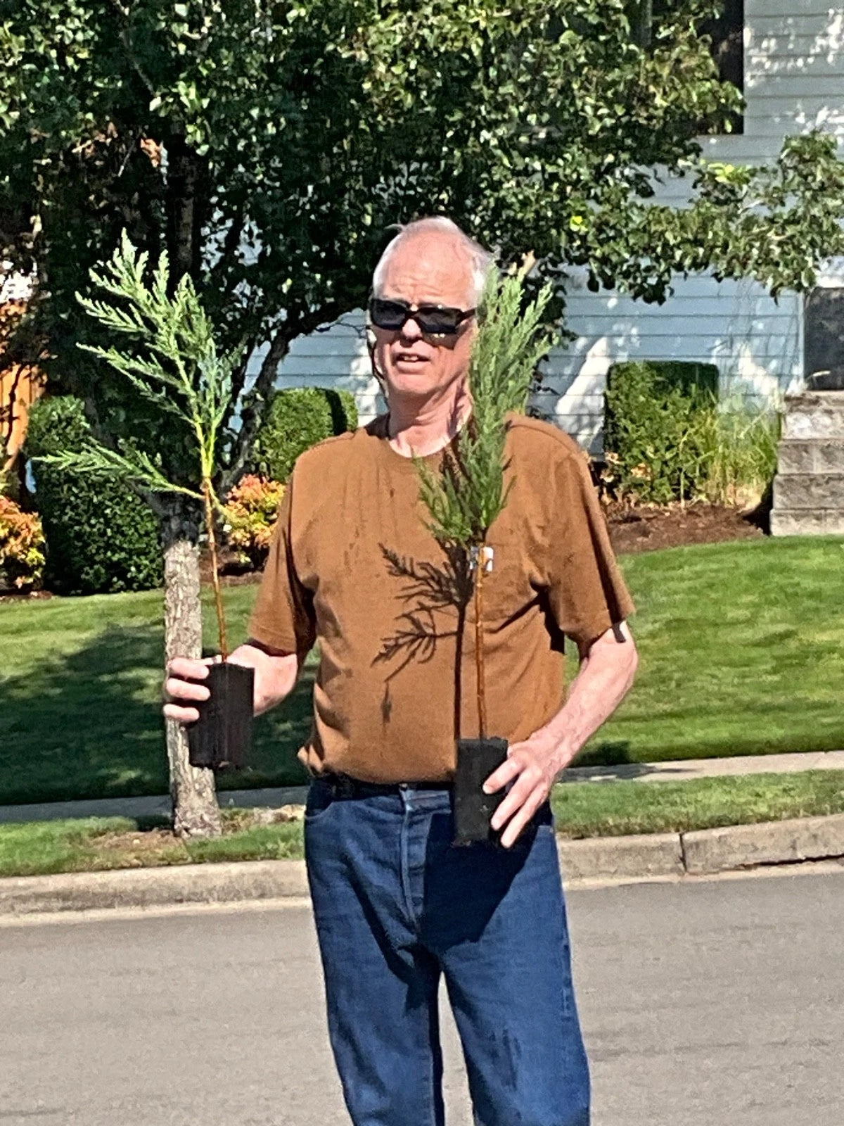 Giant Sequoia Tree Starts - 25 Inch Seedlings - Sequoiadendron giganteum