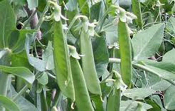 Lincoln Pea Seeds, Heirloom Non-GMO, 500+ Seeds, Perfect for Garden Planting, Pisum sativum