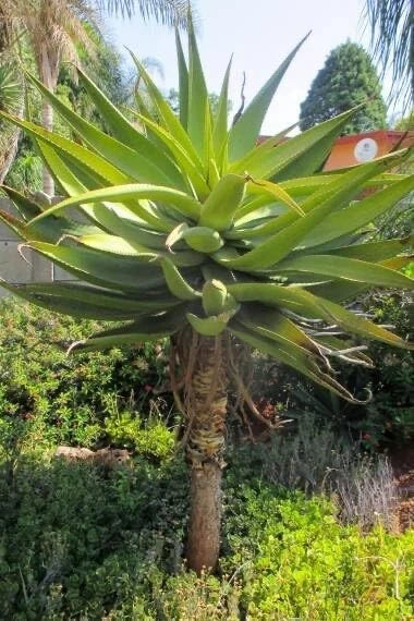 Aloe Spectabilis Seeds - 30 Pack for Planting - Succulent Seeds - Rare Aloe Variety