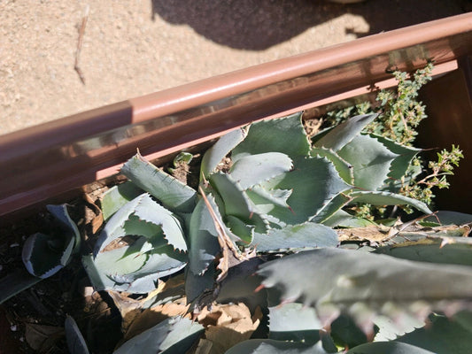 Agave Potatorum Pup, 3-6" Bare Root Succulent Plant, Perfect for Indoor and Outdoor Decor, Unique Cactus Variety