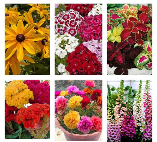 6 Variety Seed Pack - Moss Rose, Black-eyed Susan, Cockscomb, Coleus, Foxglove, S. William - Flower Seeds for Garden