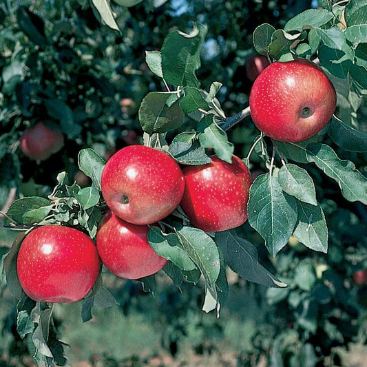 Mixed Apple Trees Set of 8 Rooted 2 ft Tall + Cherry Tree | Malus domestica & Prunus avium