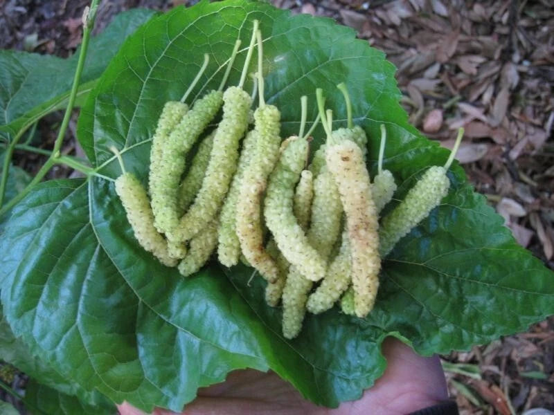 10x White Mulberry Cuttings | Organic Fresh Rooting & Grafting | Morus alba