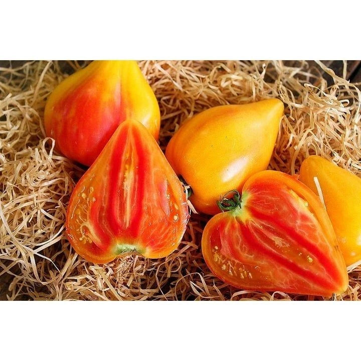 Orange Oxheart Tomato Seeds - Heirloom Organic NON-GMO - 30+ Fresh Seeds - Lycopersicon esculentum