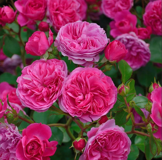 Baronesse Rosa Short Shrub Live Rose Plants 4" Pot - Rosa spp.