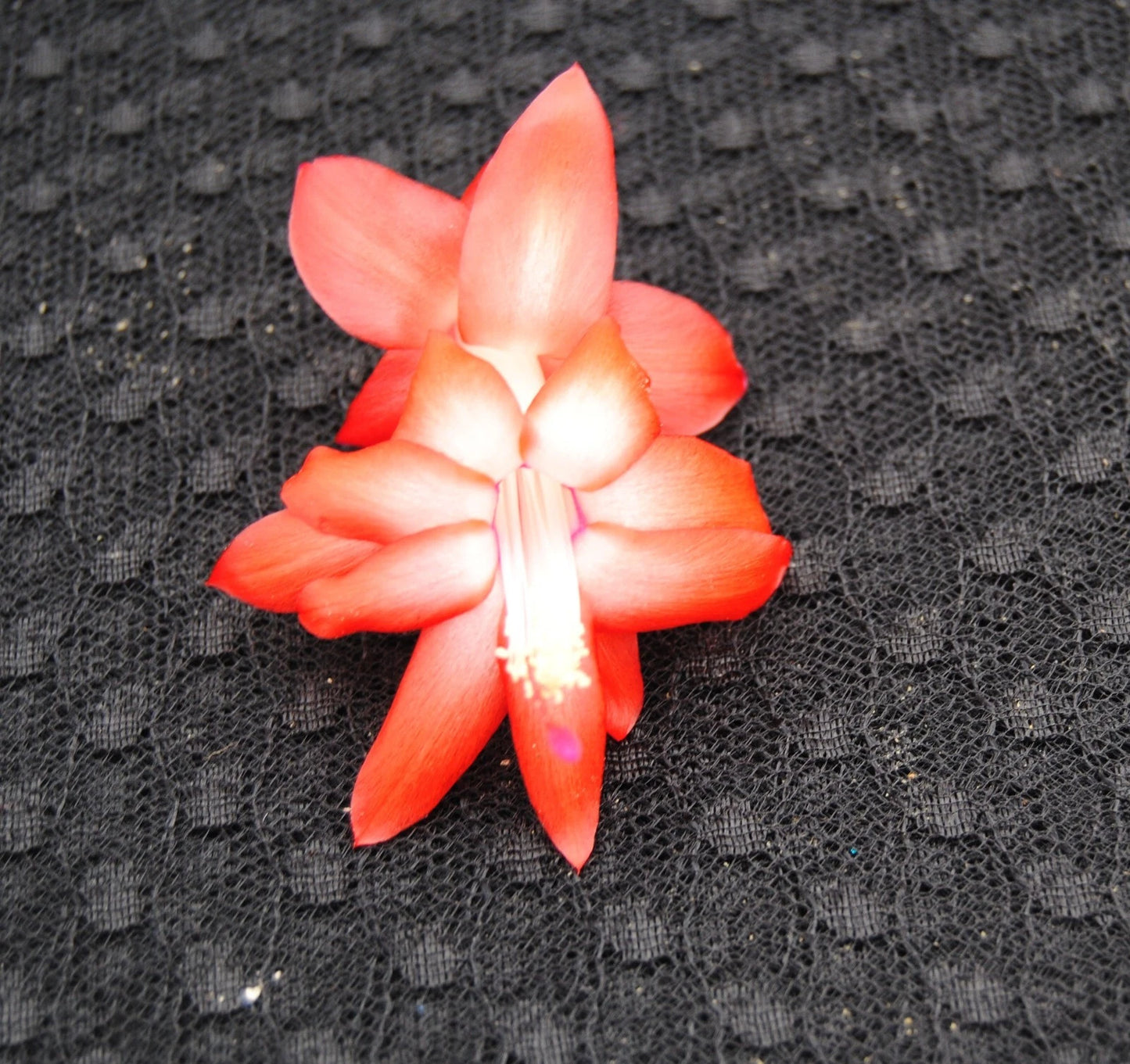 Christmas Cactus Starter Plant - Bristol Flame - Schlumbergera Truncata - Healthy Well Rooted Small Plant