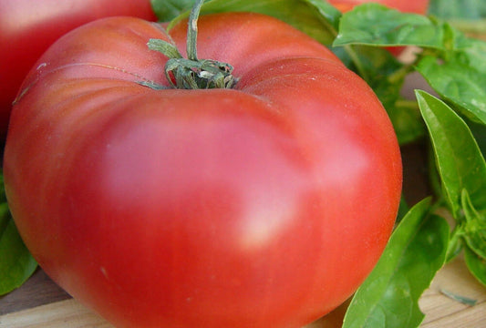 Brandywine Red Tomato Seeds - Heirloom Variety for Home Gardening - Solanum lycopersicum Fresh Seed