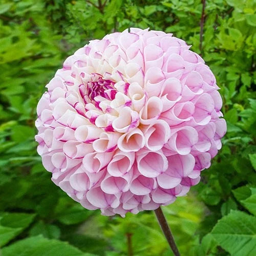 Chimacum Dahlia Seeds - 25 Perennial Flower Seeds - Colorful Blooms - Flowering Plants - US 1104