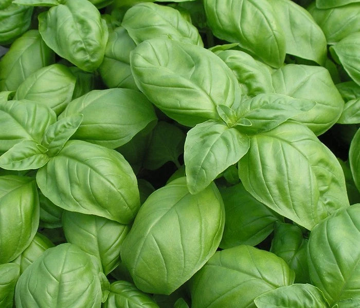 Basil Seed Pack - 500+ Genovese Herb Seeds for Fresh Culinary Use - Ocimum basilicum