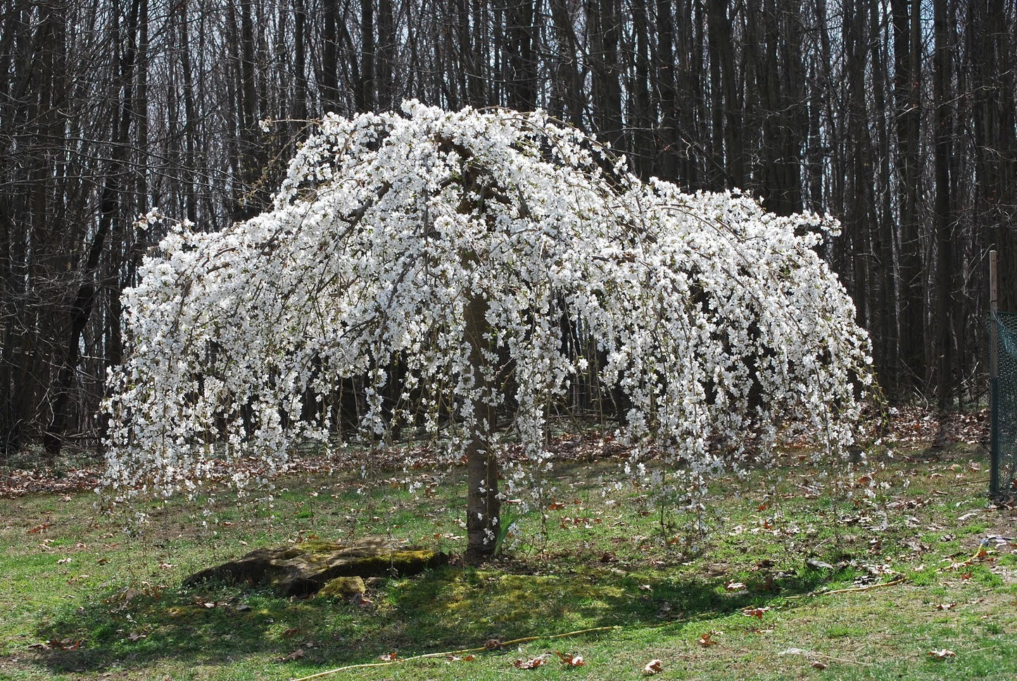 Weeping White Cherry Tree Seeds - 5 Pack - Flowering Ornamental Garden - Prunus subhirtella 'Pendula'