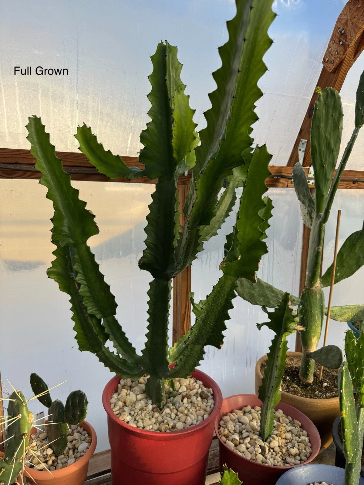 Candelabra Cactus Starts - Fast Growing Euphorbia Lactea Haw - Rooted Plant for Home Decor and Gardens