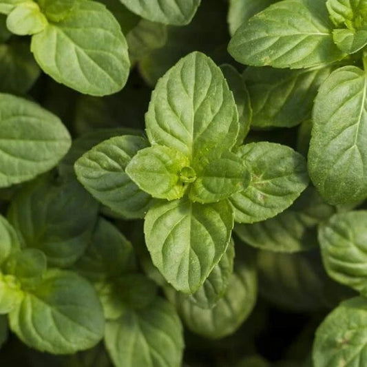 Mint Herb Plant - Live Well-Rooted Plug, Fresh Culinary Variety (Mentha)