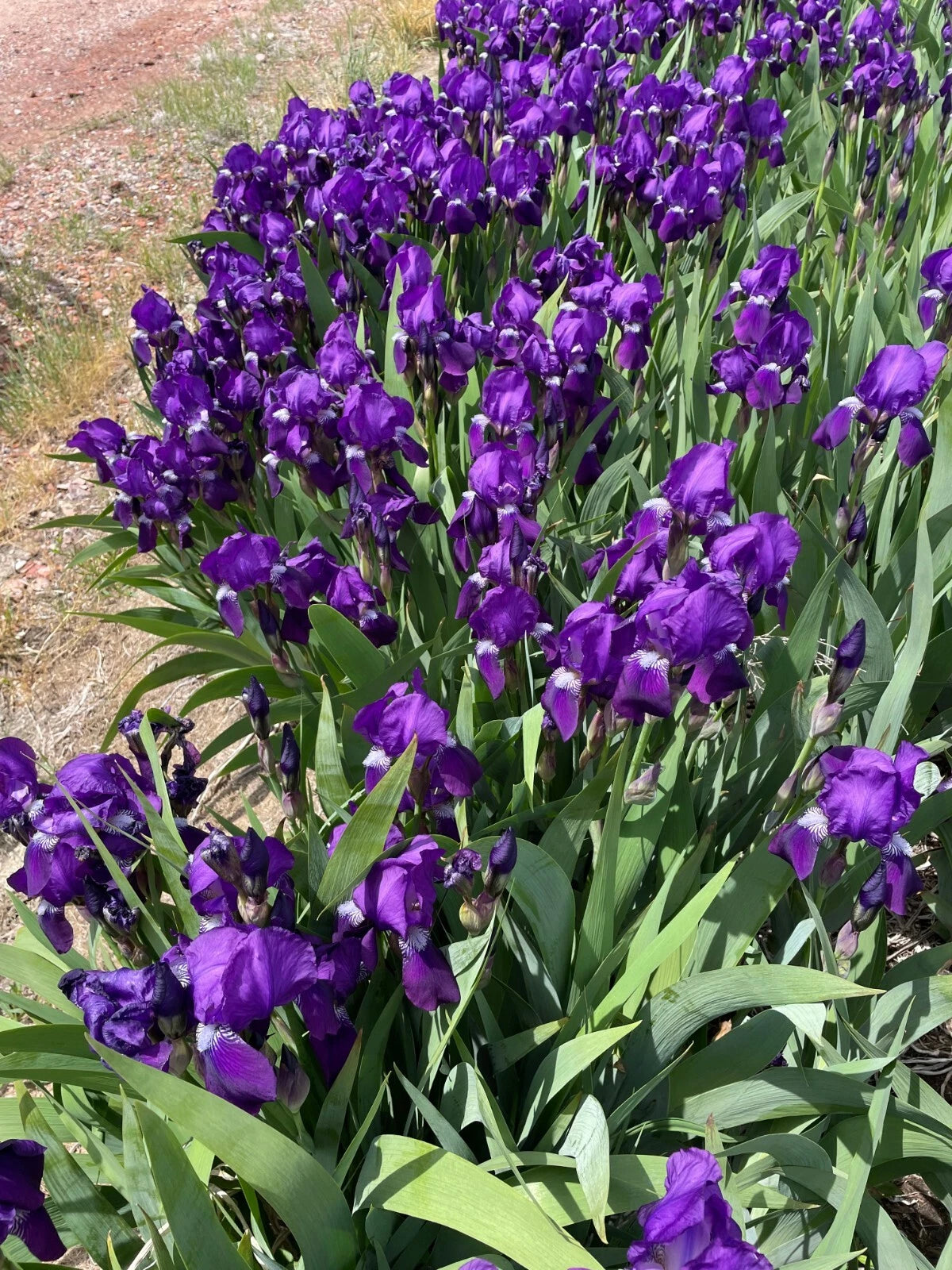 Bearded Iris Rhizomes - 5 Bare Roots Dark Purple - Iris germanica