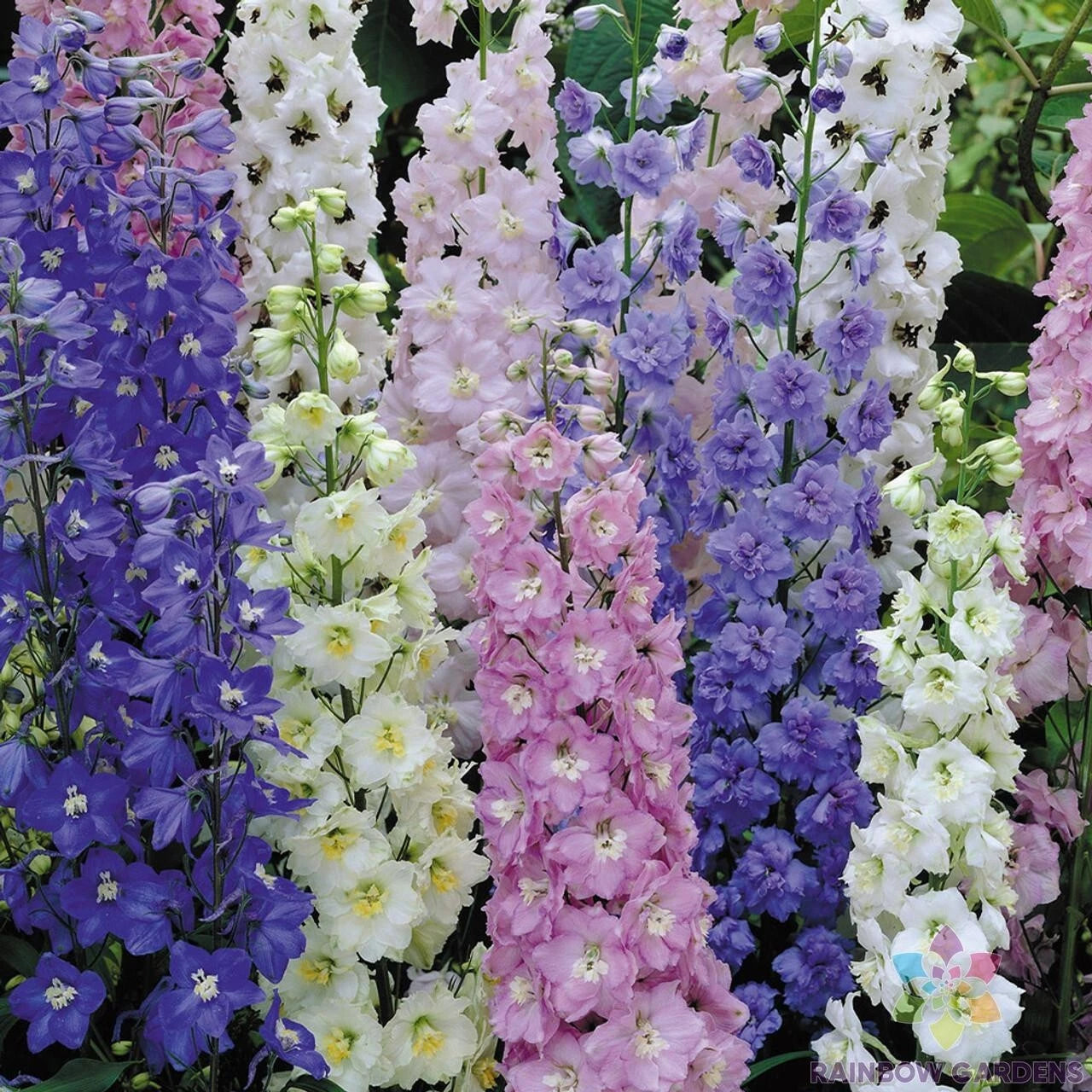 Butterfly Mix Delphinium Seeds - 200+ Seeds for Garden Planting - Colorful Blooms - Delphinium spp. - USA
