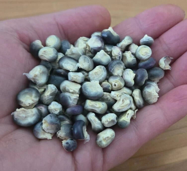 Blue Hopi Corn Seeds | 5 Heirloom Seeds | Florida Grown | Ideal for Grits & Blue Tortillas | Zea mays