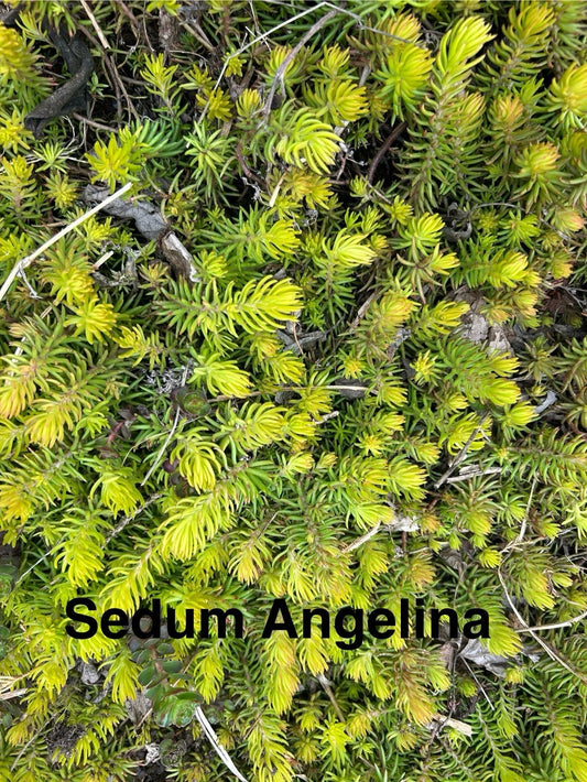 10 Sedum Angelina Live Plants, 2-4" Perennial Succulents, Hardy Ground Cover, Sedum reflexum 'Angelina', Zones 4-8