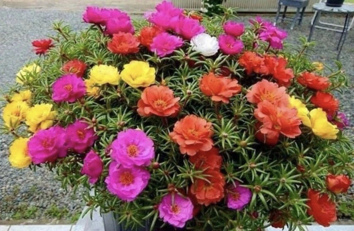1000+ Seeds Moss Rose Double Mix Color - Portulaca grandiflora - Vibrant Annual Flower Seeds for Garden Planting