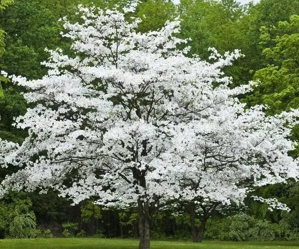 Cherokee Princess Dogwood Tree 18+ Inches Live Plant Cornus florida White Flowering Bare Root