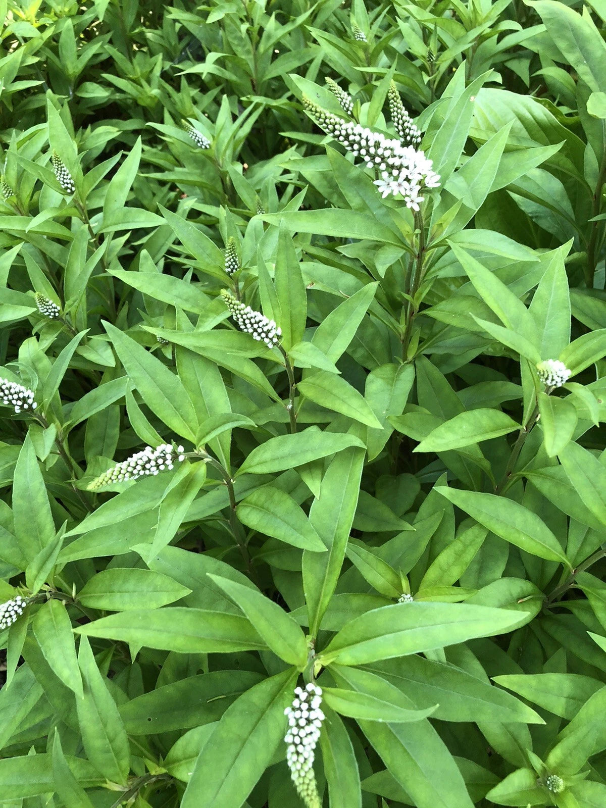 Gooseneck Loosestrife Perennial Plants - 10 Bare Root, White Flowers - Lysimachia clethroides