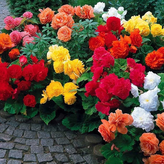 Begonia Flower Bulb Mix - 10 Bulbs - Colorful Varieties - Begonia spp.