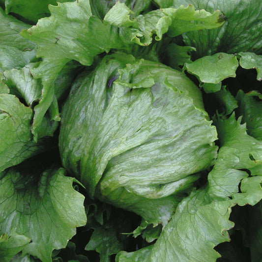 Iceburg Lettuce Seeds - 200 Count Packet, Ice-Green Leaves, Compact Heads - Lactuca sativa